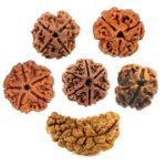 rudraksha